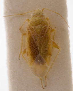Megalocoleus molliculus, AMNH PBI00155528