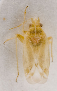 Megalocoleus signoreti, AMNH PBI00155734