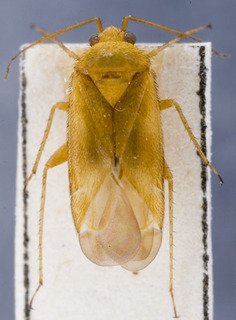 Megalocoleus tanaceti, AMNH PBI00155248