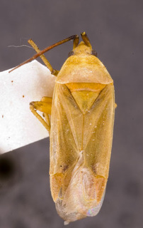 Pleuroxonotus stysi, AMNH PBI00155342