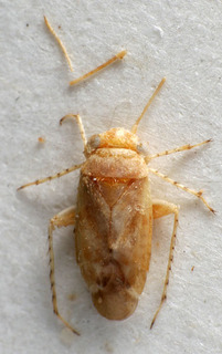 Aphaenophyes forcipis, AMNH PBI00221416