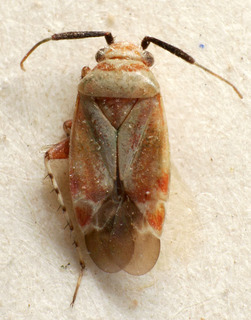 Atractotomimus picturatus, AMNH PBI00221071