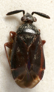 Atractotomus mali, AMNH PBI00221571