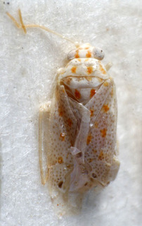 Ectagela darfurensis, AMNH PBI00159484