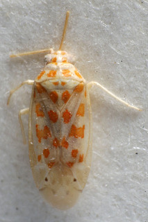 Ectagela guttata, AMNH PBI00159659