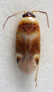 Ephippiocoris lunatus, AMNH PBI00160011