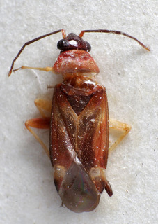 Ephippiocoris lunatus, AMNH PBI00160076