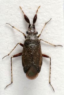 Excentricoris oophorus, AMNH PBI00221502