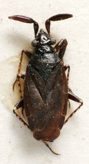 Excentricoris pictipes, AMNH PBI00221496