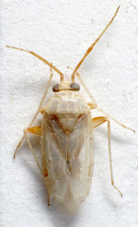 Glaucopterum kareli, AMNH PBI00159469