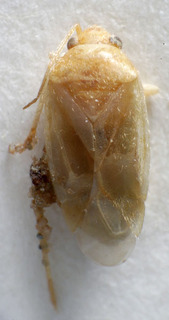 Glaucopterum kyzylkumi, AMNH PBI00159002
