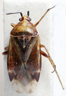Harpocera choii, AMNH PBI00159160
