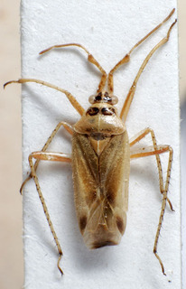 Harpocera cypria, AMNH PBI00159948
