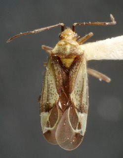 Macrotylus intermedius, AMNH PBI00158326