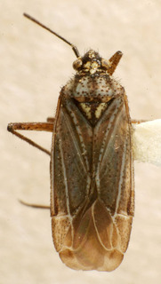 Macrotylus tristis, AMNH PBI00158321