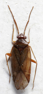 Plesiodema pinetella, AMNH PBI00160108