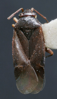 Plesiodema pinicolus, AMNH PBI00159783