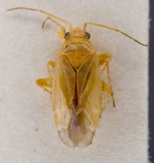 Sacculifer rufinervis, AMNH PBI00221295