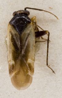Zophocnemis bicolor, AMNH PBI00222614
