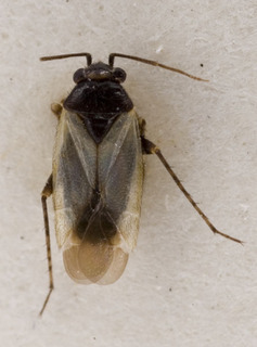 Zophocnemis bicolor, AMNH PBI00222623