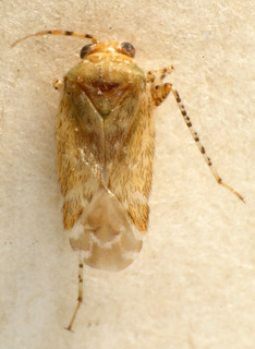 Badezorus immaculatus, AMNH PBI00222752