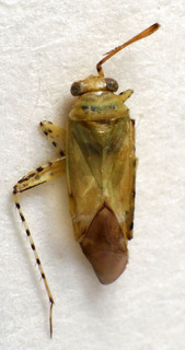 Camptozorus lactucae, AMNH PBI00222920