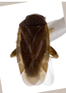 Campylomma aterrimum, AMNH PBI00227770