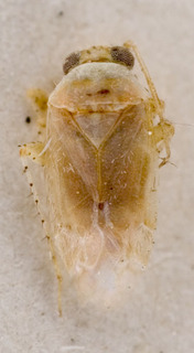 Campylomma austrina, AMNH PBI00227772