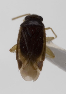 Campylomma flavipes, AMNH PBI00227771