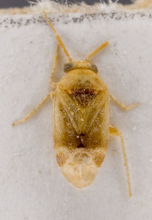 Campylomma leptadeniae, AMNH PBI00227861
