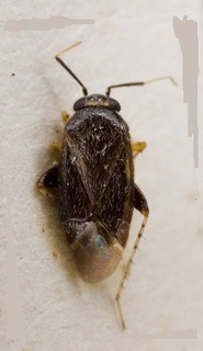 Campylomma leucochila, AMNH PBI00227746