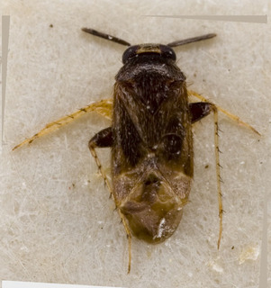 Campylomma leucochila, AMNH PBI00227747