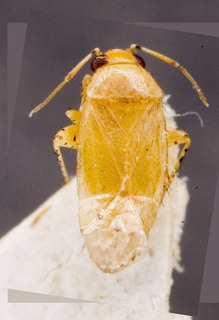 Campylomma liebknechti, AMNH PBI00226678