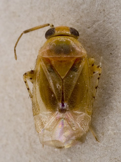 Campylomma liebknechti, AMNH PBI00227349