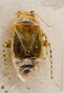 Campylomma verbasci, AMNH PBI00228853