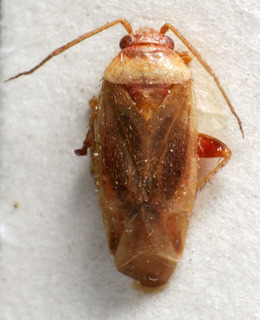 Chinacapsus limbatellus, AMNH PBI00225415