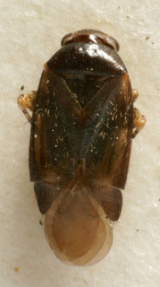 Chlamydatus eurotiae, AMNH PBI00226312