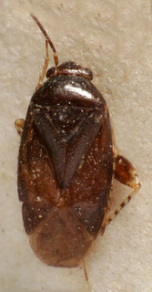 Chlamydatus pullus, AMNH PBI00225772
