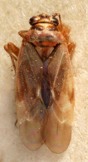 Eumecotarsus chinensis, AMNH PBI00223305