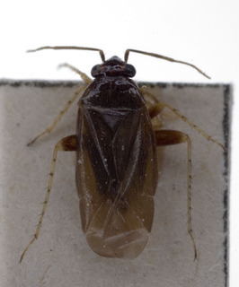 Monosynamma bohemanni, AMNH PBI00226697