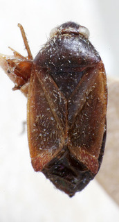 Lepidargyrus lividus, AMNH PBI00235270