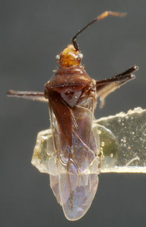 Macrotylus sexguttatus, AMNH PBI00234320