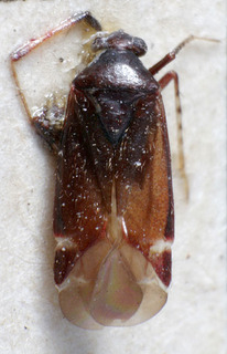 Orthonotus alpestris, AMNH PBI00234902