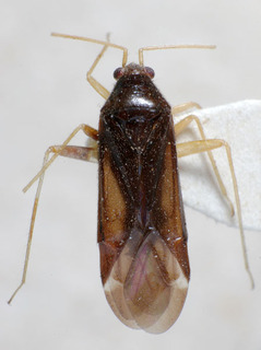 Phylus coryli, AMNH PBI00234595