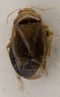 Salicarus concinnus, AMNH PBI00233757