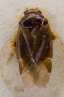 Salicarus concinnus, AMNH PBI00233866