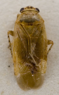 Salicarus halimodendri, AMNH PBI00233850