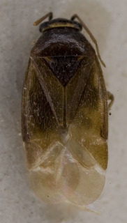 Salicarus halimodendri, AMNH PBI00233854