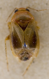 Salicarus urnammu, AMNH PBI00233755