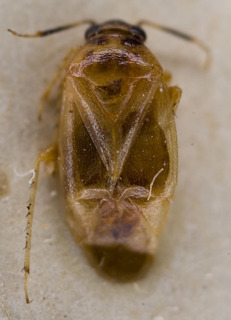 Salicarus urnammu, AMNH PBI00233859